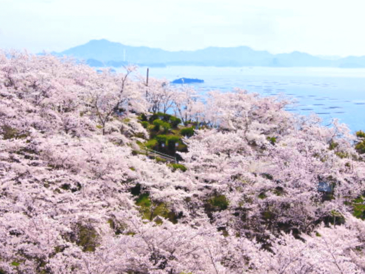 広島県桜